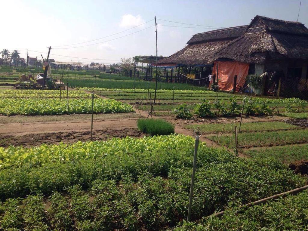 Green House Homestay هوي ان المظهر الخارجي الصورة